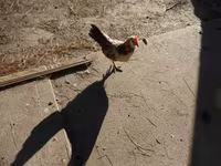 Chickens — फ़ोटो 3