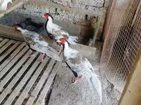Guinea fowl — fotografija 2