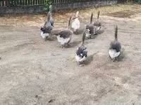 Geese — foto 1