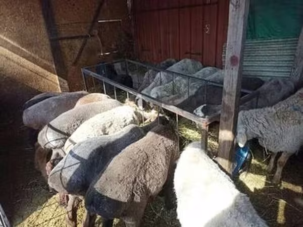 Kambing betina, Sheep