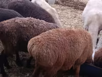 Ido, Sheep — sawirka 1