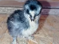 Pekinška bantam — fotografija 2