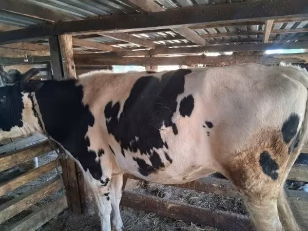 Cow, Russian Black pied cattle — Hungary