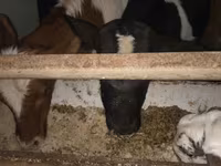 گاو نر, Simmental cattle — عکس 3