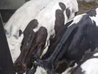 Бух, Russian Black pied cattle — 6 зураг