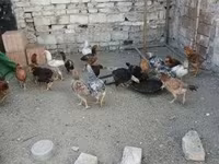 Chickens — Foto 2