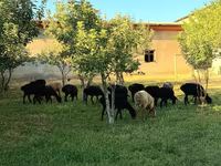 میش, گوسفند — عکس 1