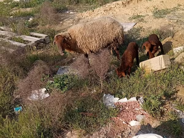 Πρόβατο, Πρόβατα