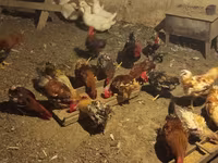 مرغ ابلق طلایی چک — عکس 7