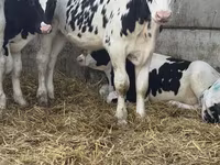 காளை, Russian Black pied cattle — புகைப்படம் 4