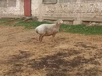Kambing betina, Arashan sheep — foto 3