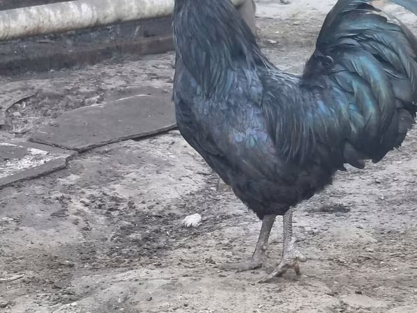 德比郡红冠鸡