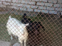بز ماده, Saanen goat — عکس 4