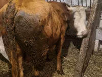 گاو نر, Simmental cattle — عکس 4