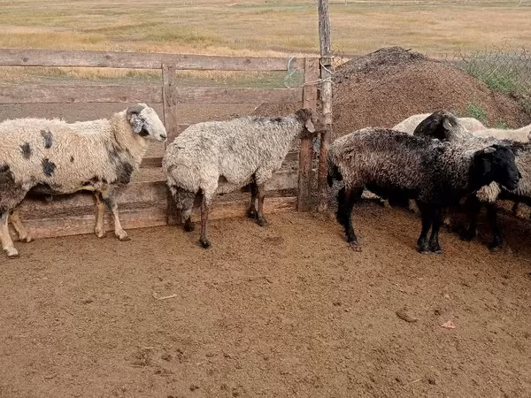 Ram, Sheep — Moldova