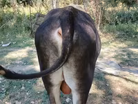 گاو نر, گاو — عکس 3