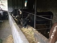 Banteng, Simmental cattle — foto 7