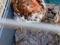 Pekin-Zwerg — Foto 5