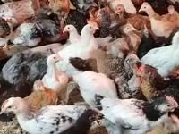 Chickens — ፎቶ 1