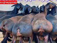 แกะตัวผู้, Baerchuke sheep — รูปภาพ 4