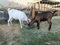 Goat, Saanen goat — photo 2