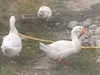 Geese — รูปภาพ 1