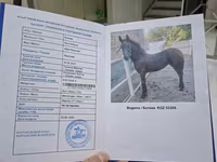 Stute, Friesian — Foto 8