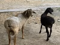 የጎትት አውራ በግ, Sheep — ፎቶ 2