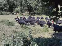 Turkeys — sawirka 3