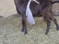 بکرا, LaMancha goats — تصویر 2