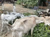 ছাগী, ছাগল — ছবি 3