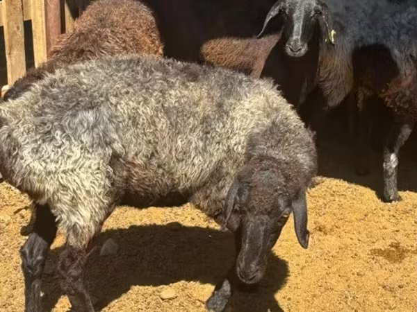 قوچ, گوسفند