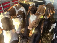 أبقار (دفعة، الجنس غير محدد), Russian Black pied cattle — الصورة 4