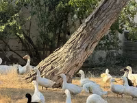 Ducks — foto 1