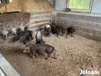 Reprodutor, Мангалица — foto 2