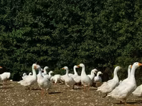 لیندا — عکس 1