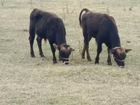 Skot (série, pohlaví neuvedeno), Swiss cattle — foto 1
