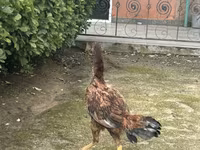 Chickens — fotografija 4