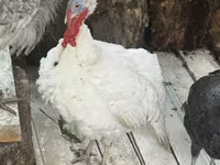 Turkeys — foto 2