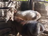 Kos, Rhon sheep — 5. fotó