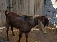 تيس, Nubian Goat — الصورة 2