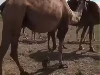 شتر ماده, Kazakh Bactrian camel — عکس 5