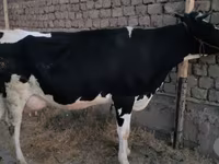Koe, Holsteinras — foto 5