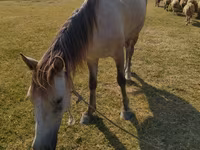 Hingst, Heste — foto 4