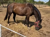 Cavalla, Nonius horse — foto 2