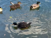 Ducks — ፎቶ 2
