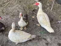 Ducks — الصورة 2