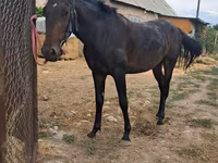 Hengst, Thoroughbred horse — Foto 1