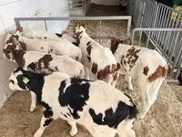 황소, Simmental cattle — 사진 1