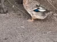 Ducks — 2-сурет